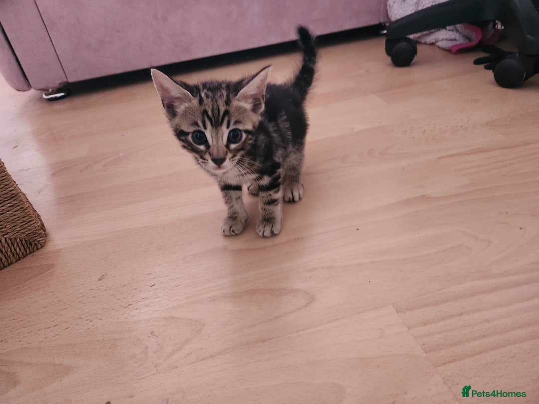 Bengal cats for sale: Little Bengal kittens - Image 10