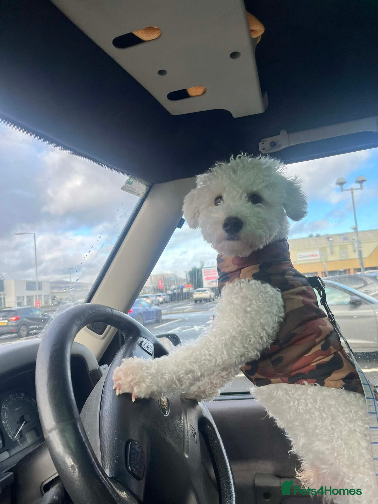 Bichon Frise dogs Bichon Frise Stud, Friendly Temperament, Belfast - Advert 1