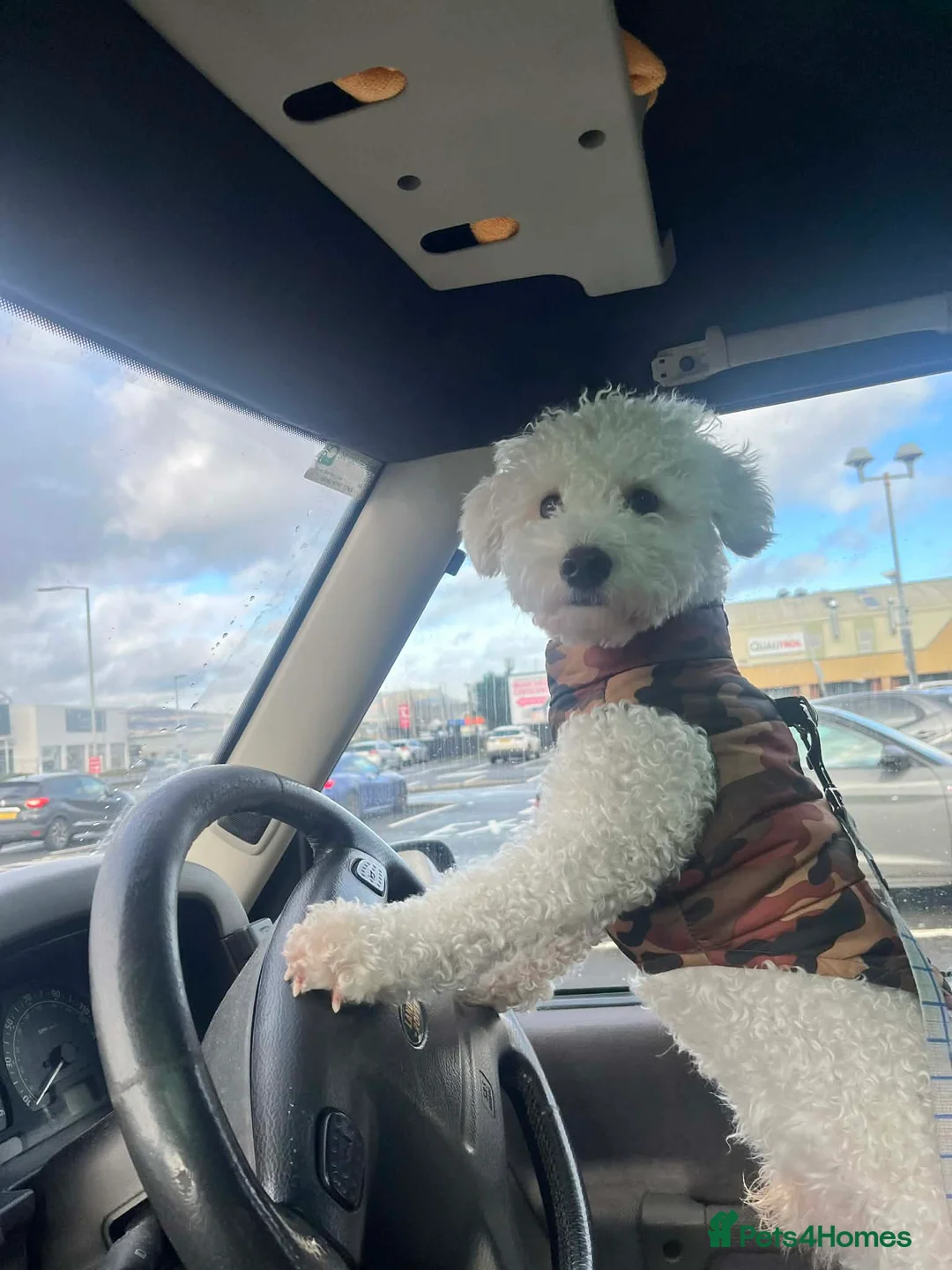 Bichon Frise dogs for stud: Bichon Frise Stud, Friendly Temperament, Belfast - Advert 1