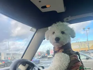 Bichon Frise dogs Bichon Frise Stud, Friendly Temperament, Belfast - Advert 1