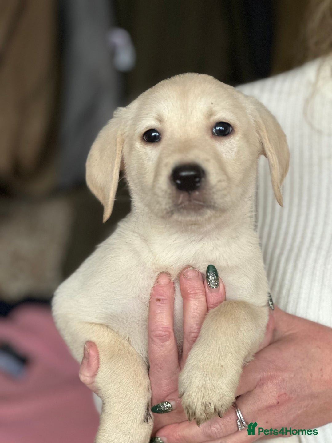 Labrador Retriever dogs for sale: 6 gorgeous Labrador puppies  - Advert 1