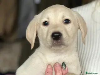 Labrador Retriever dogs 6 gorgeous Labrador puppies - Advert 18