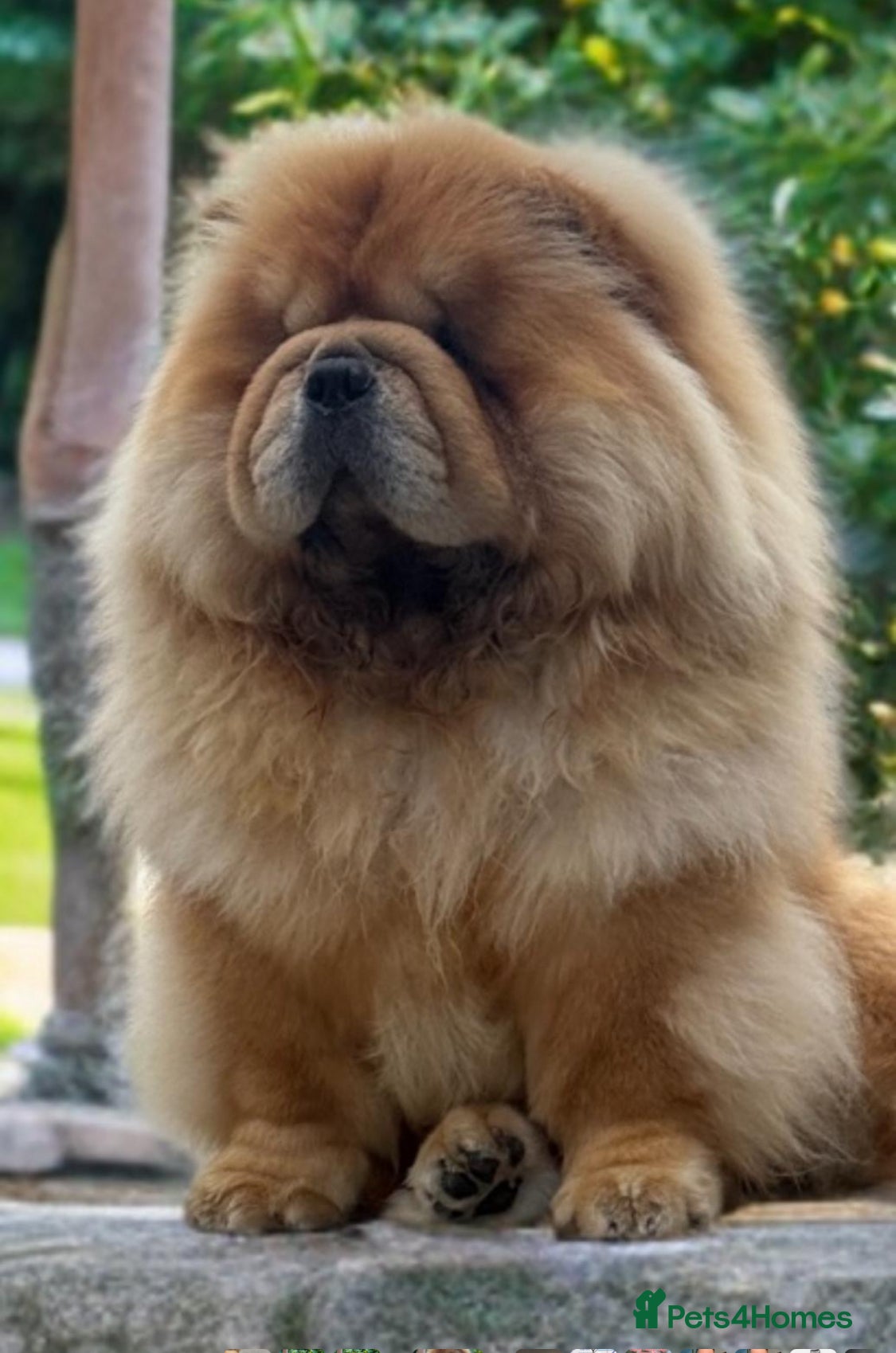 Chow Chow dogs 🧸🧸Beautiful chow chow puppies 🧸🧸 - Advert 3