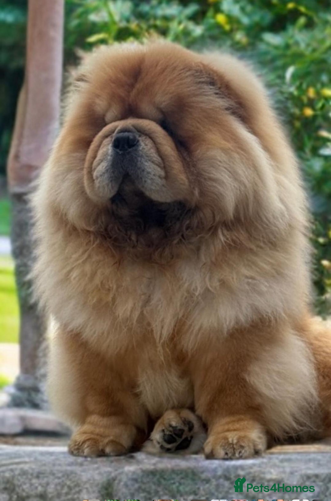 Chow Chow dogs for sale: 🧸🧸Beautiful chow chow puppies 🧸🧸 - Advert 3