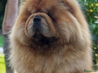Chow Chow dogs 🧸🧸Beautiful chow chow puppies 🧸🧸 - Advert 1