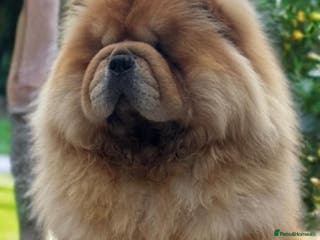 Chow Chow dogs 🧸🧸Beautiful chow chow puppies 🧸🧸 - Advert 5