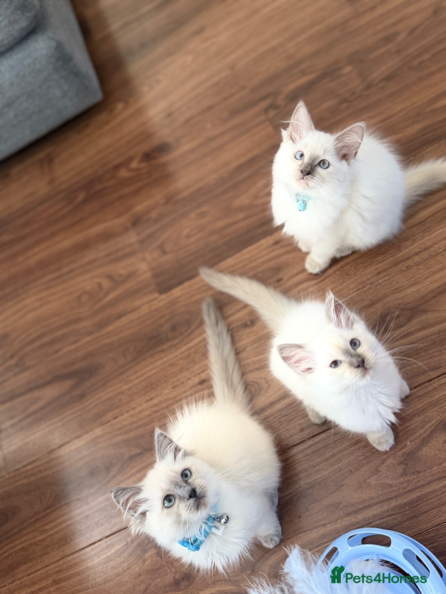 Ragdoll cats Pedigree Pure Ragdoll babies  - Advert 1