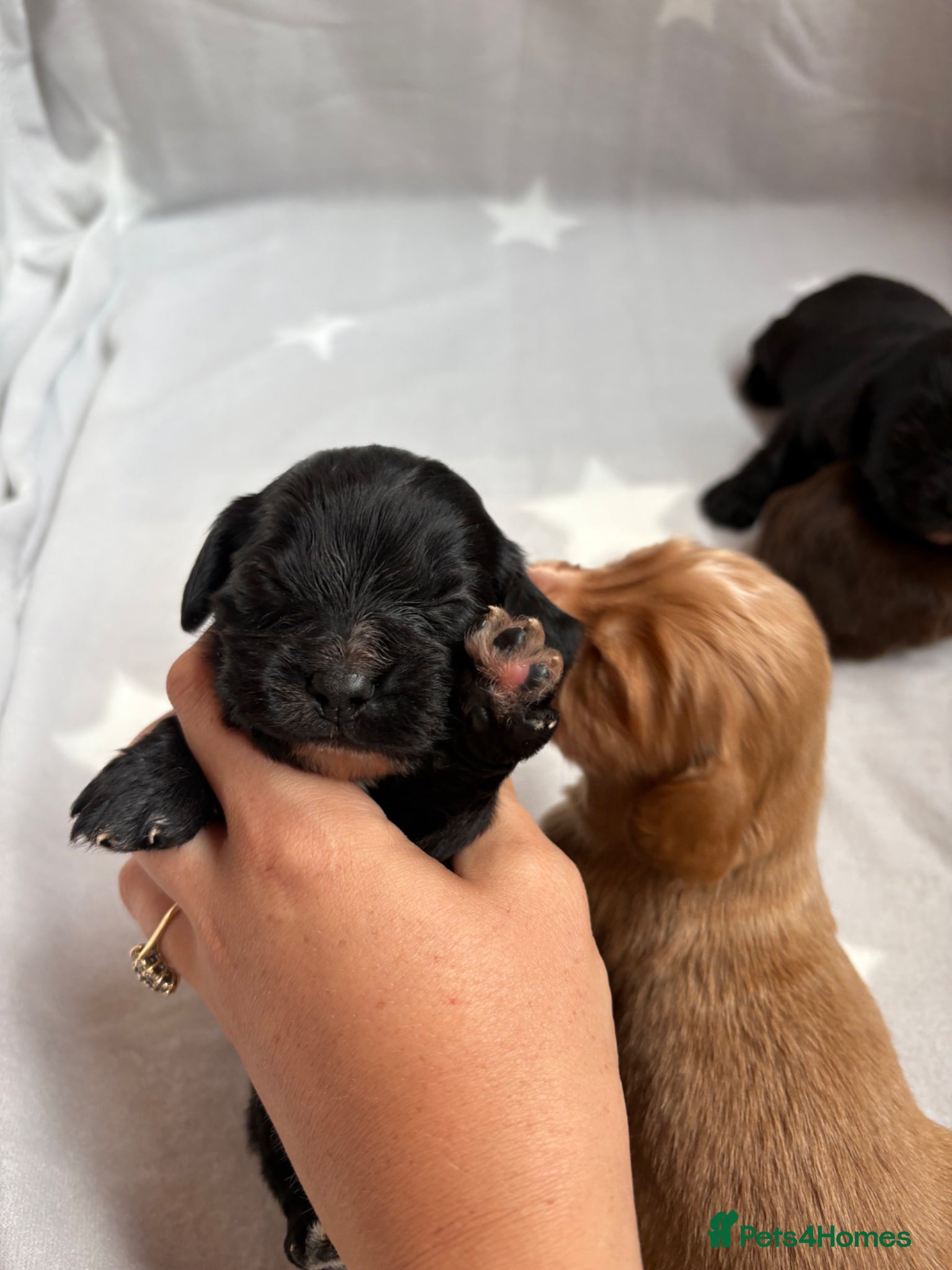 Cocker Spaniel dogs for sale: Stunning Working Cocker spaniels  - Advert 15