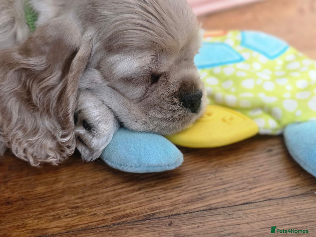 American Cocker Spaniel dogs for sale: Stunning Anerican Cocker spaniels girl - Advert 19