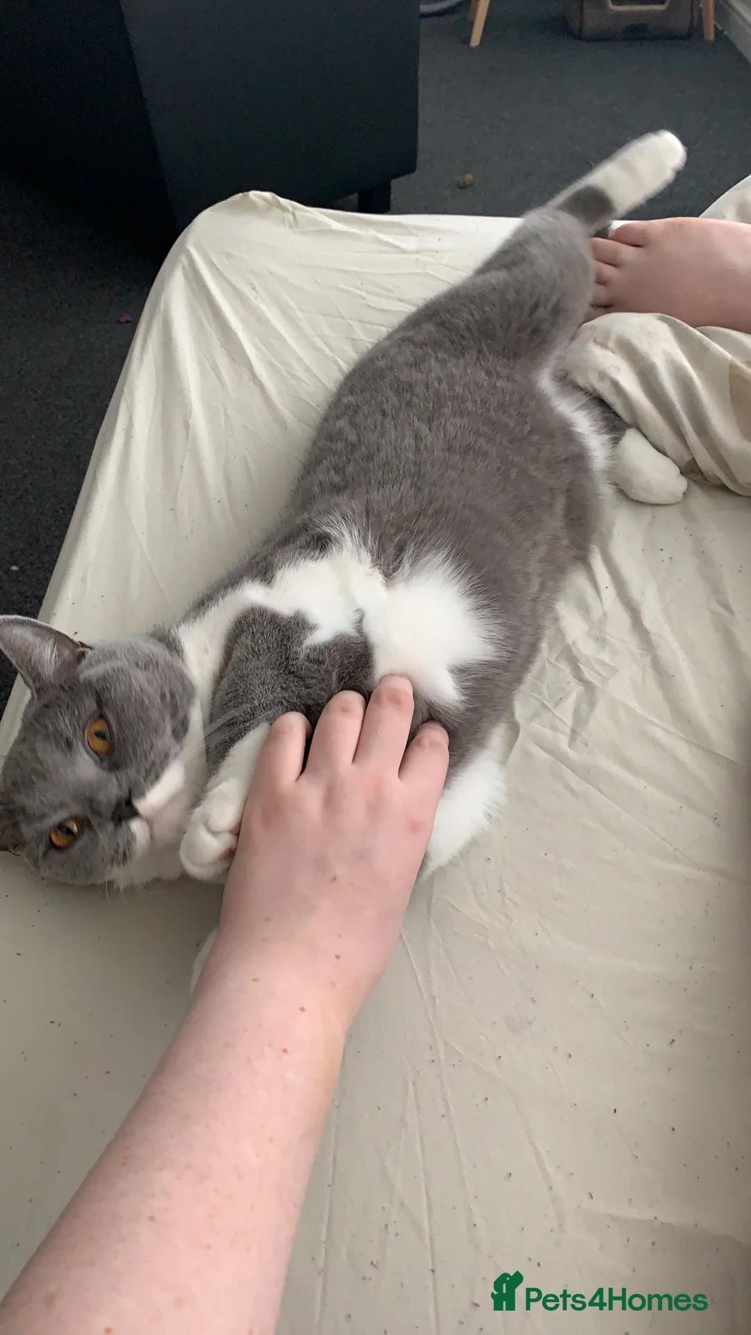 British Shorthair cats for sale: Beautiful British Shorthaired Male  in Rotherham - Advert 4