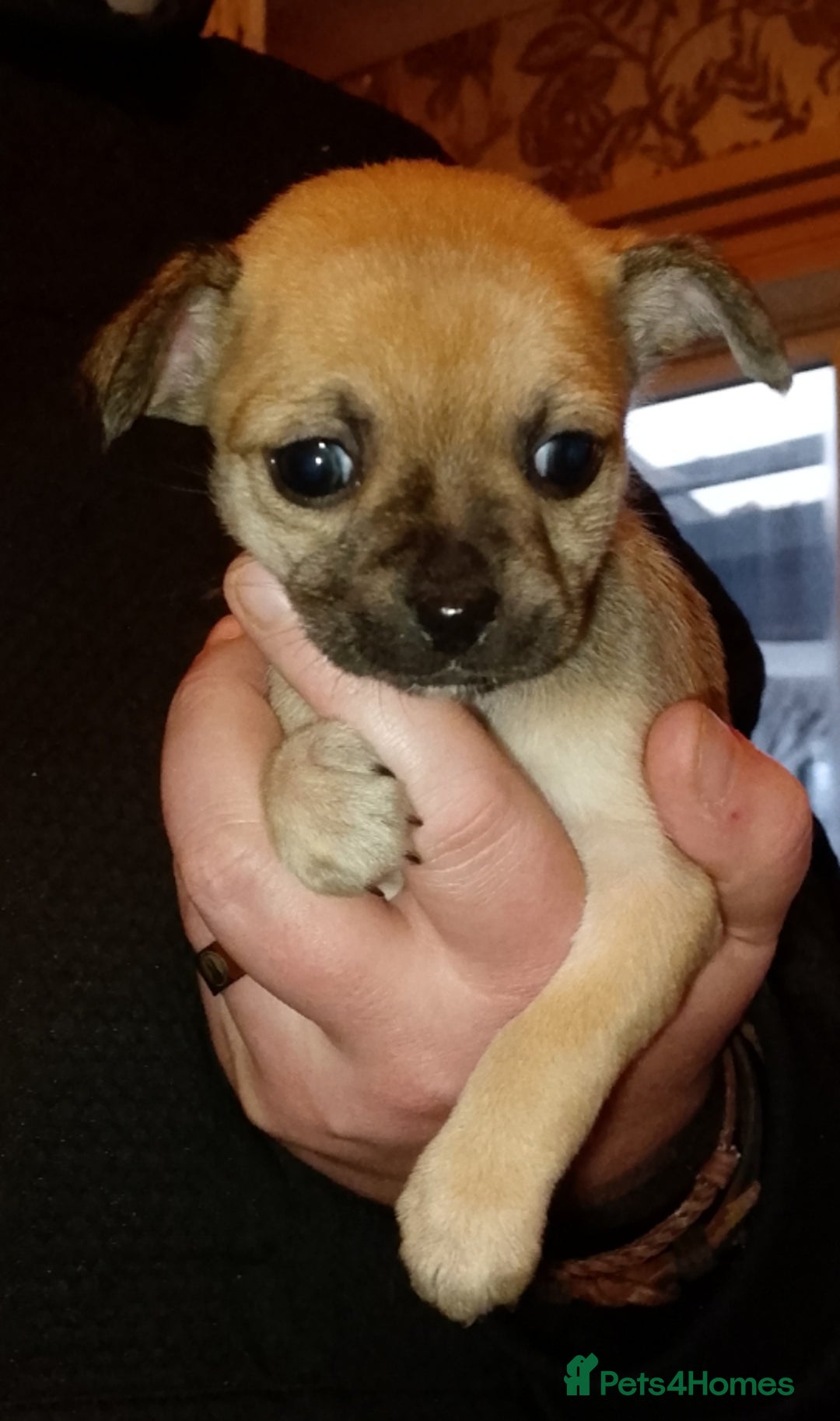 Chihuahua dogs for sale:  Chihuahua puppies can be seen with mum and dad  - Advert 13