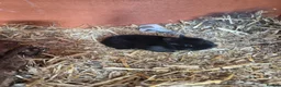 Netherland Dwarf rabbits for sale: Neverland dwarf  - Advert 2