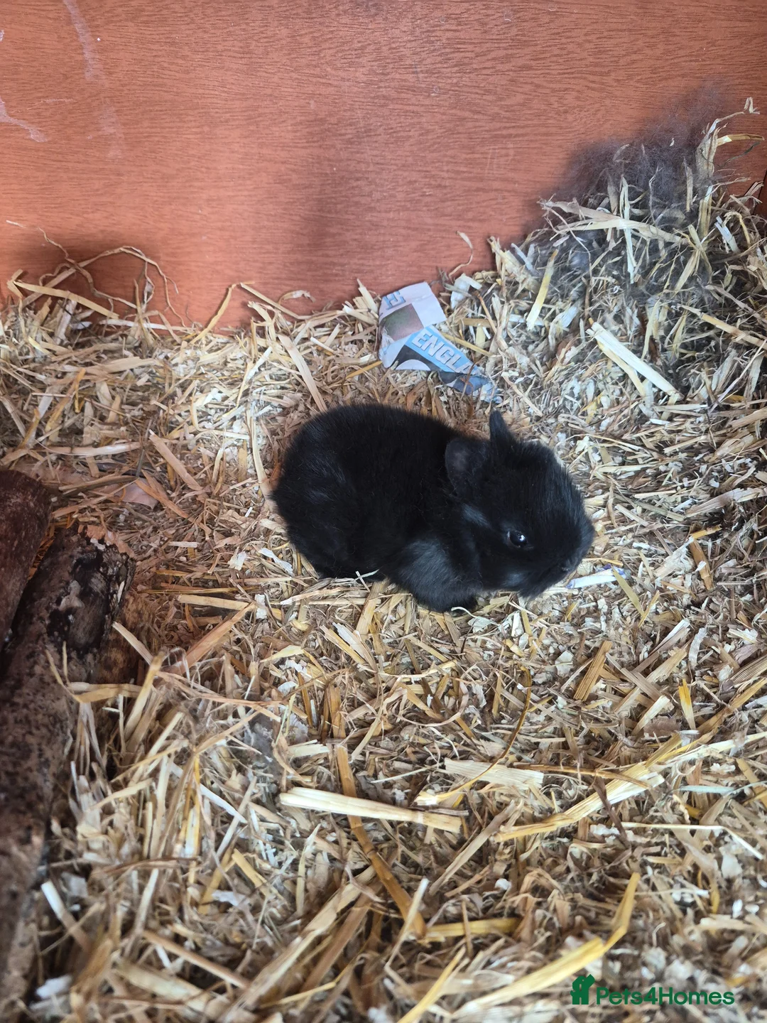 Netherland Dwarf rabbits for sale: Neverland dwarf  - Advert 2