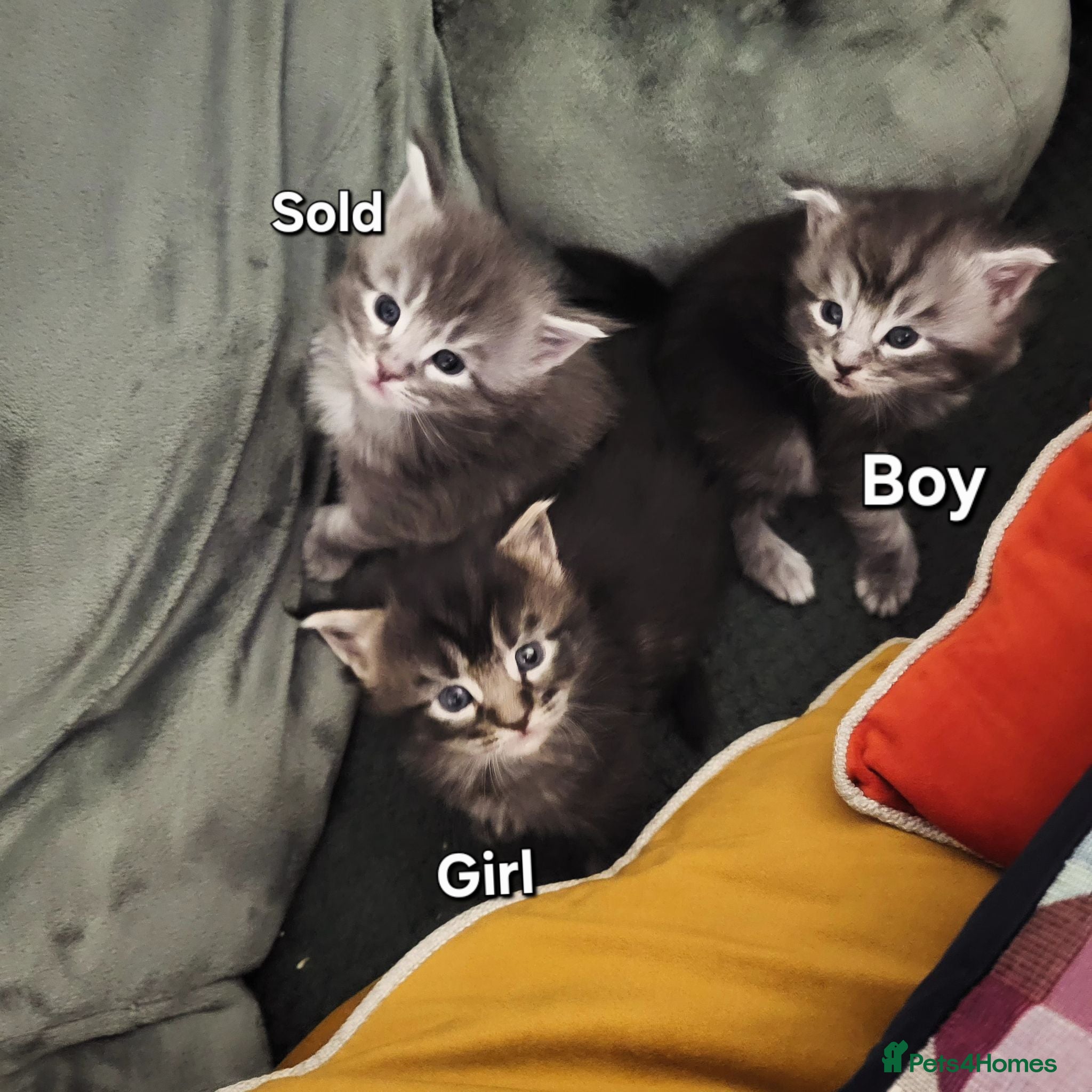 Maine Coon cats Pure breed maine coon kittens for sale  - Advert 5