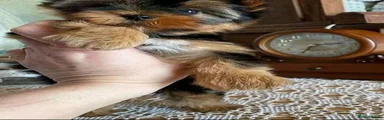 Yorkshire Terrier 2