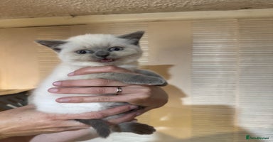 British Shorthair cats - Advert 3