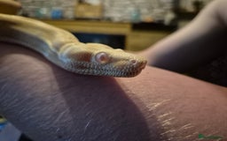 Boa Snake reptiles for sale: Sharp albino boa constrictor male - Image 1