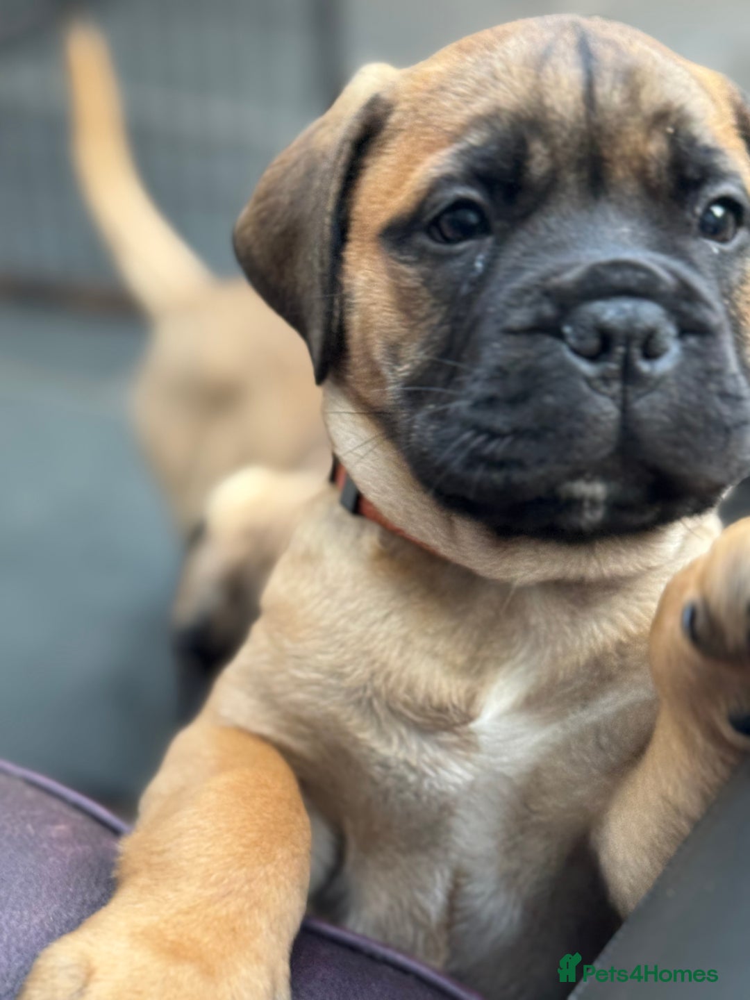 Bullmastiff dogs for sale: Beautiful Pedigree Puppies - Advert 21