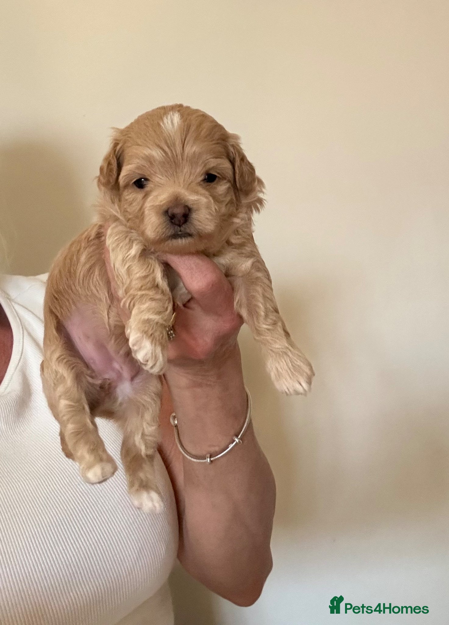 Maltipoo dogs Maltipoo Pups  - Advert 6