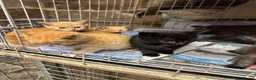 Mixed Breed cats for sale: Farm cats  - Advert 7