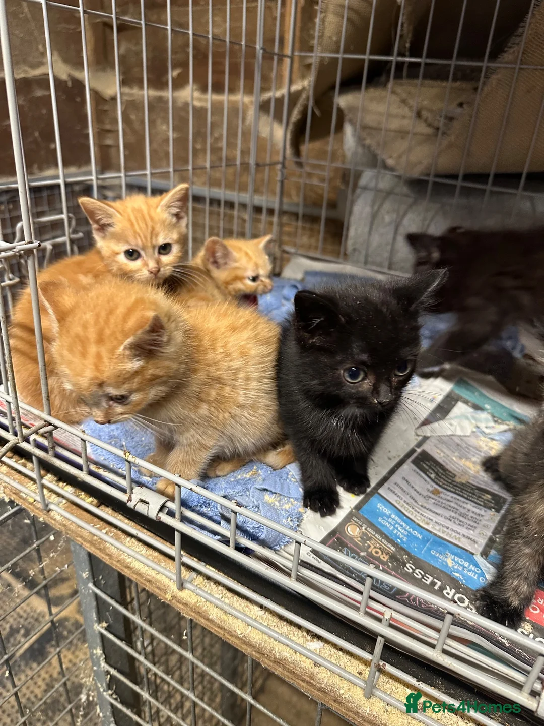 Mixed Breed cats for sale: Farm cats  - Advert 7