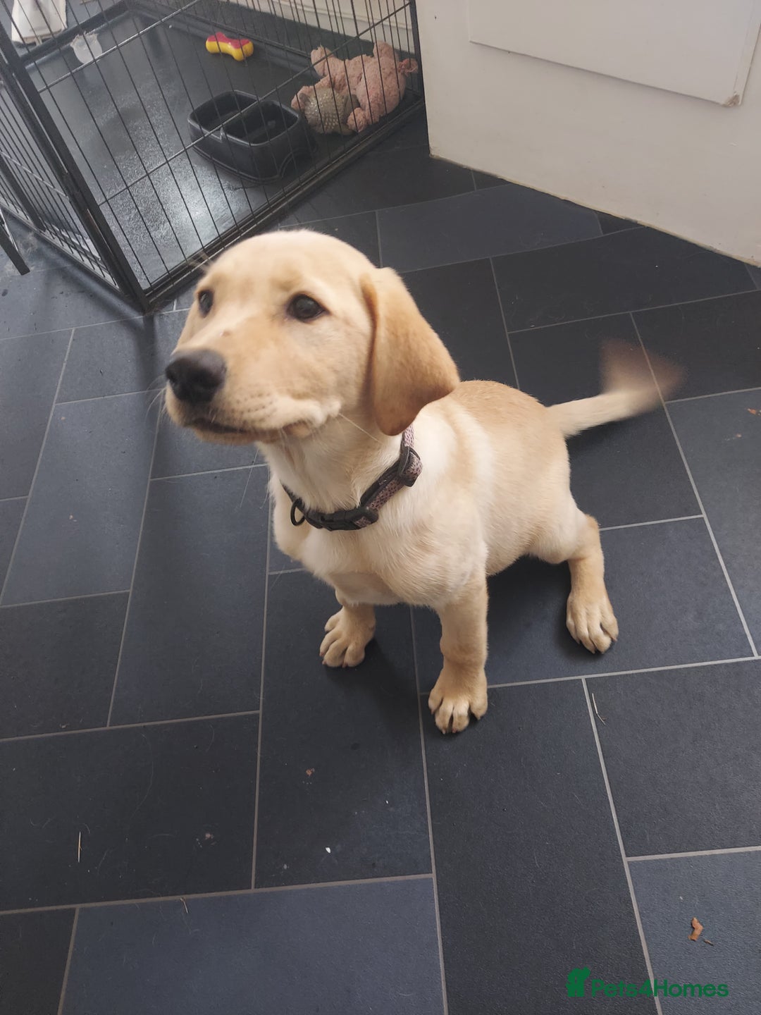 Labrador Retriever dogs for sale: 12 week old golden labrador girl - Image 3