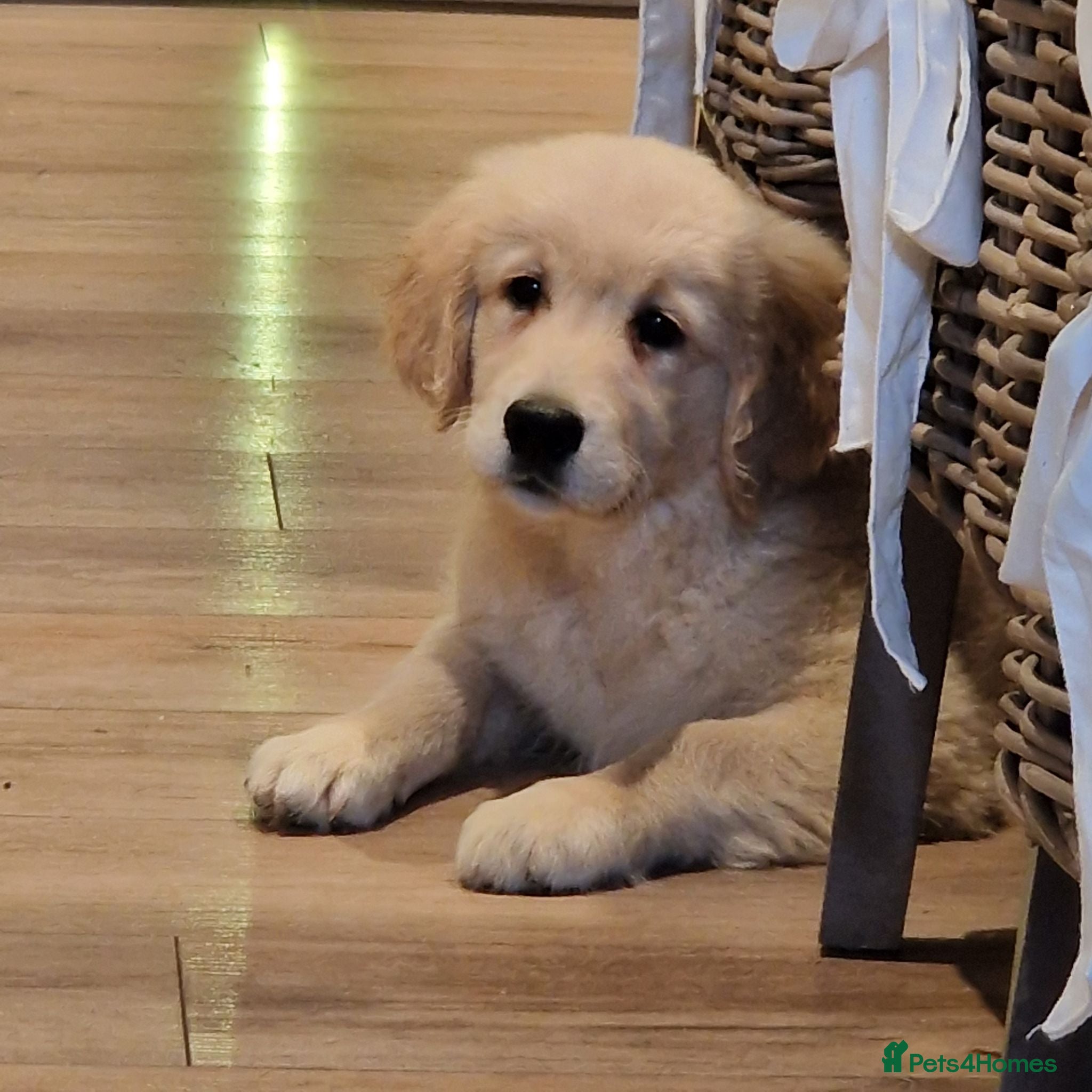 Golden Retriever dogs Stunning Girl - Advert 3