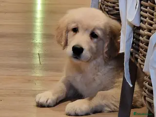 Golden Retriever dogs Stunning Girl - Advert 3