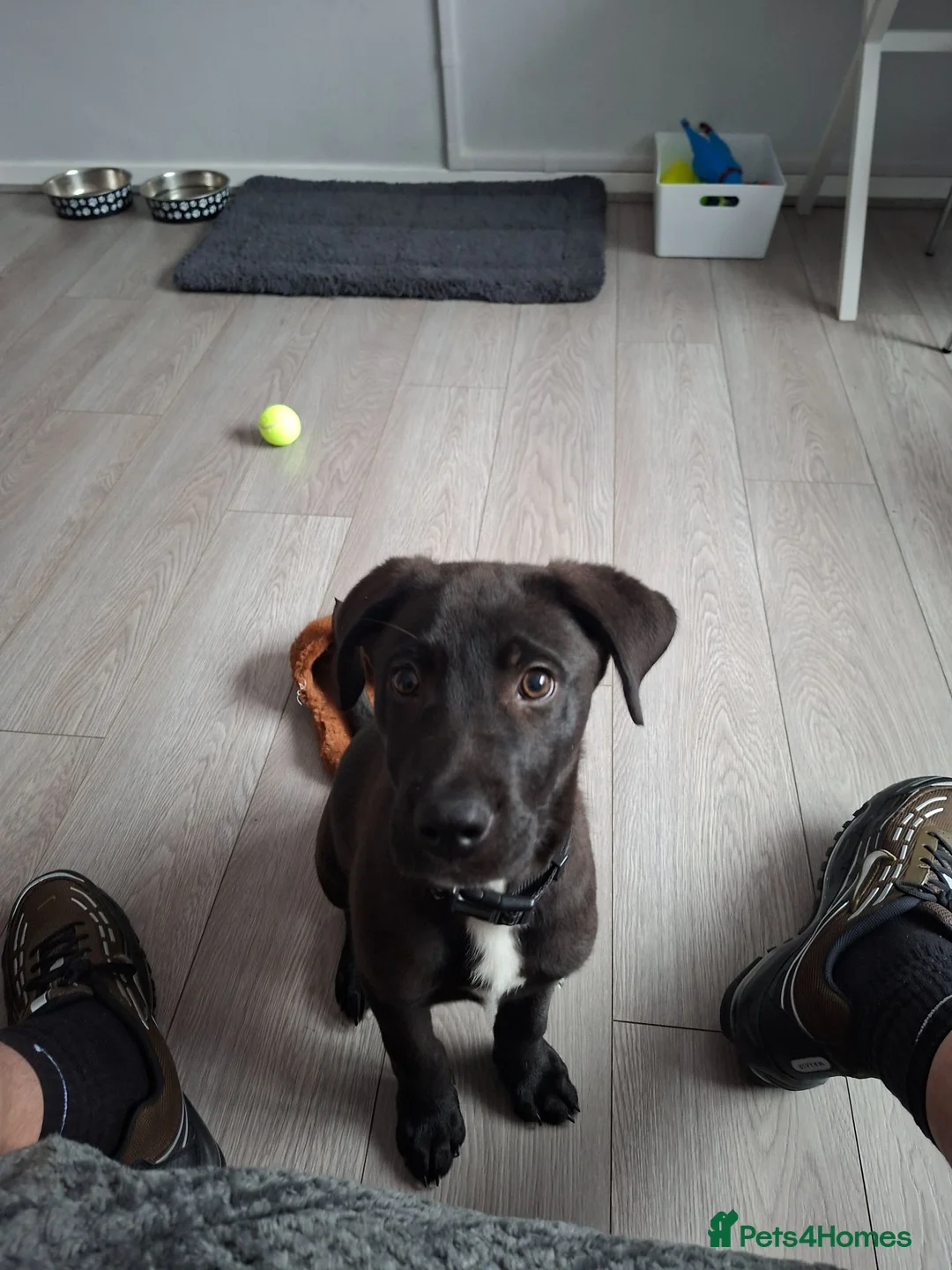 Mixed Breed dogs for sale: Kobe a male Labrador X Rottweiler puppy - Advert 8
