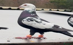 Pigeons birds for sale: Pigeons - Image 18