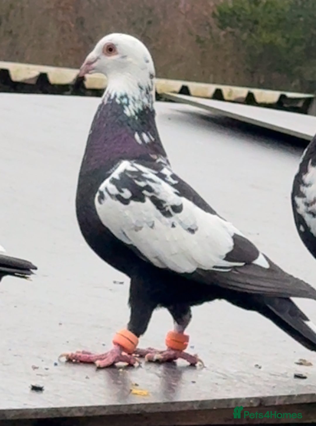 Pigeons birds for sale: Pigeons - Image 18