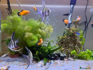 Angelfish fish fish for you - Advert 3