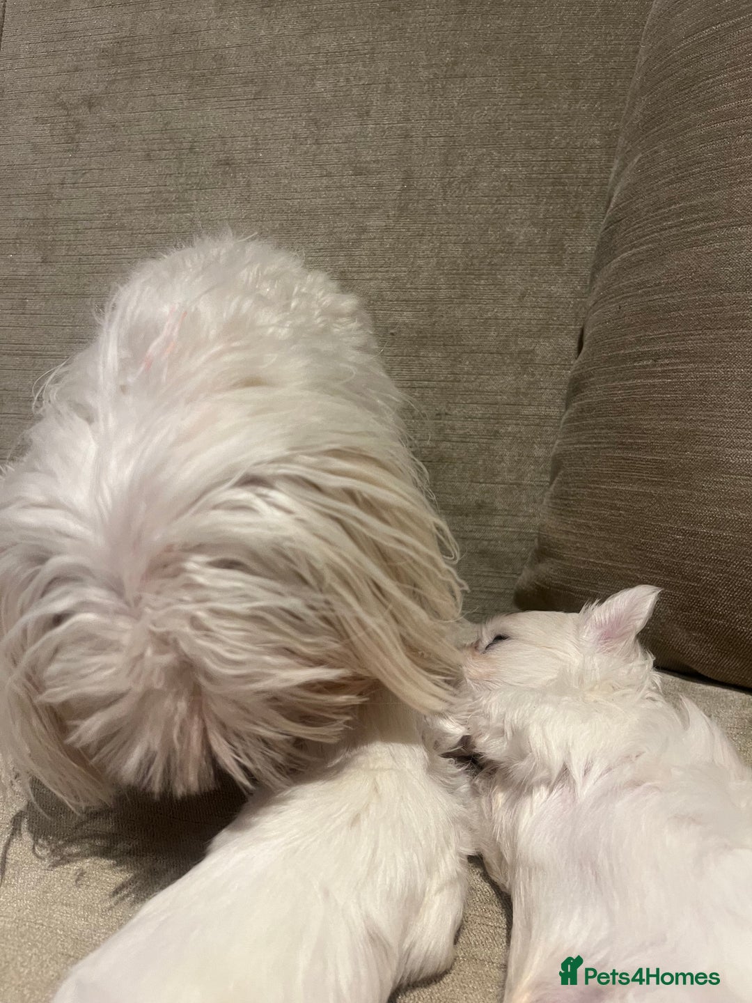 Maltese dogs for sale: Tiny Korean Maltese Boys - Advert 7