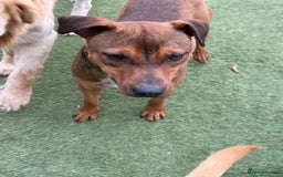 Mixed Breed dogs for adoption: Sweet Gomez looking for Love  - Image 14