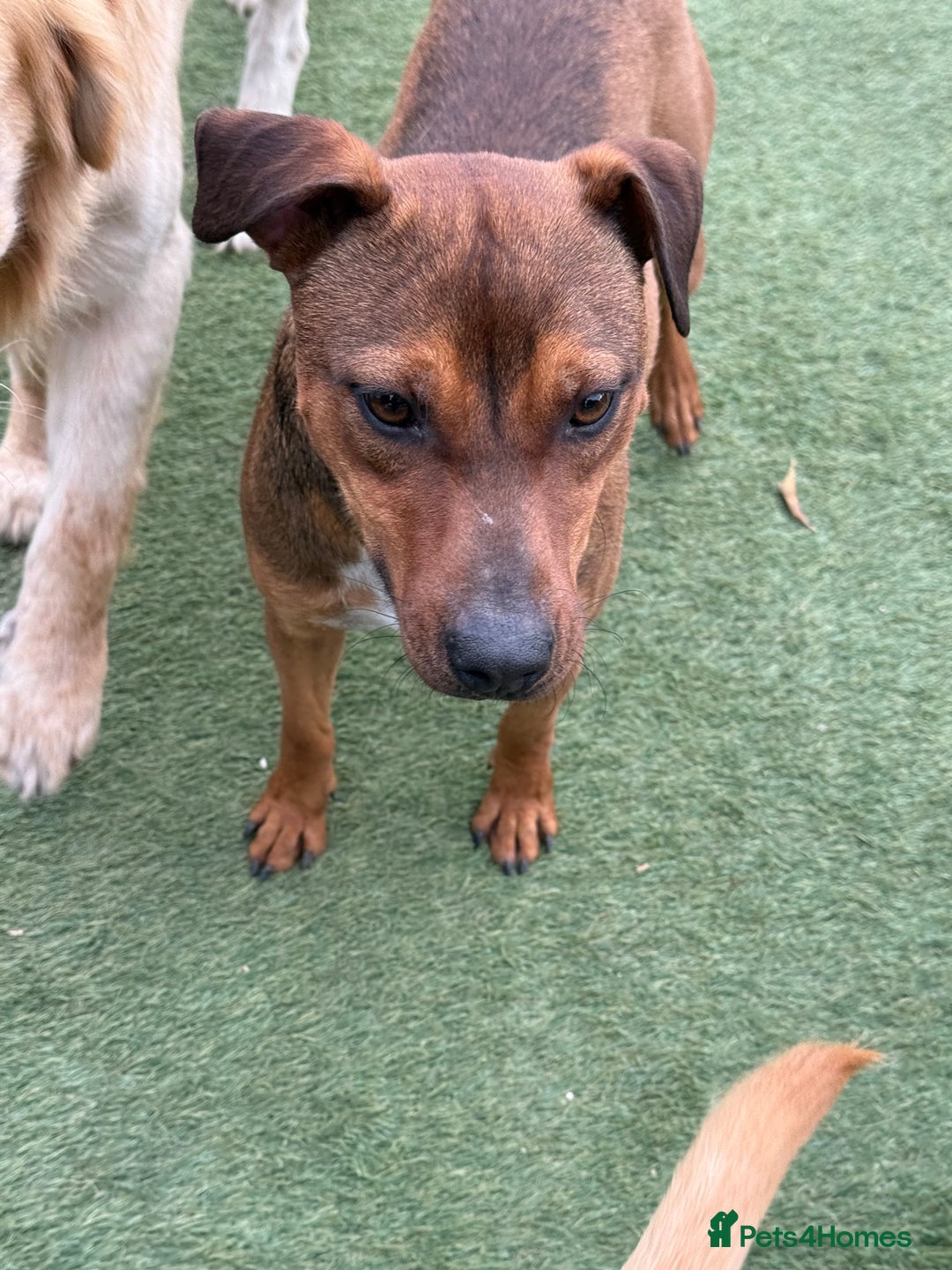 Mixed Breed dogs for adoption: Sweet Gomez looking for Love  - Image 14