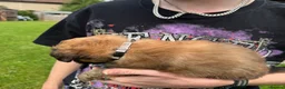 Mixed Breed dogs for sale: Maltipoo x Porkie puppies in Berwick-upon-Tweed - Advert 12