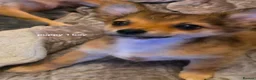 Pomchi dogs for sale: Pomchi puppies ready to go now - Advert 5