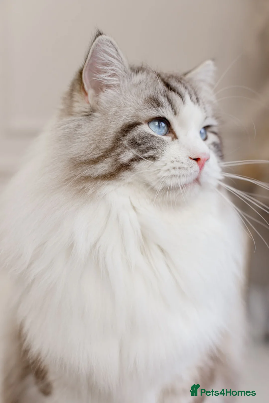 Ragdoll cats for stud: Limited time only Seal Lynx Bicolor Ragdoll (stud) - Advert 6