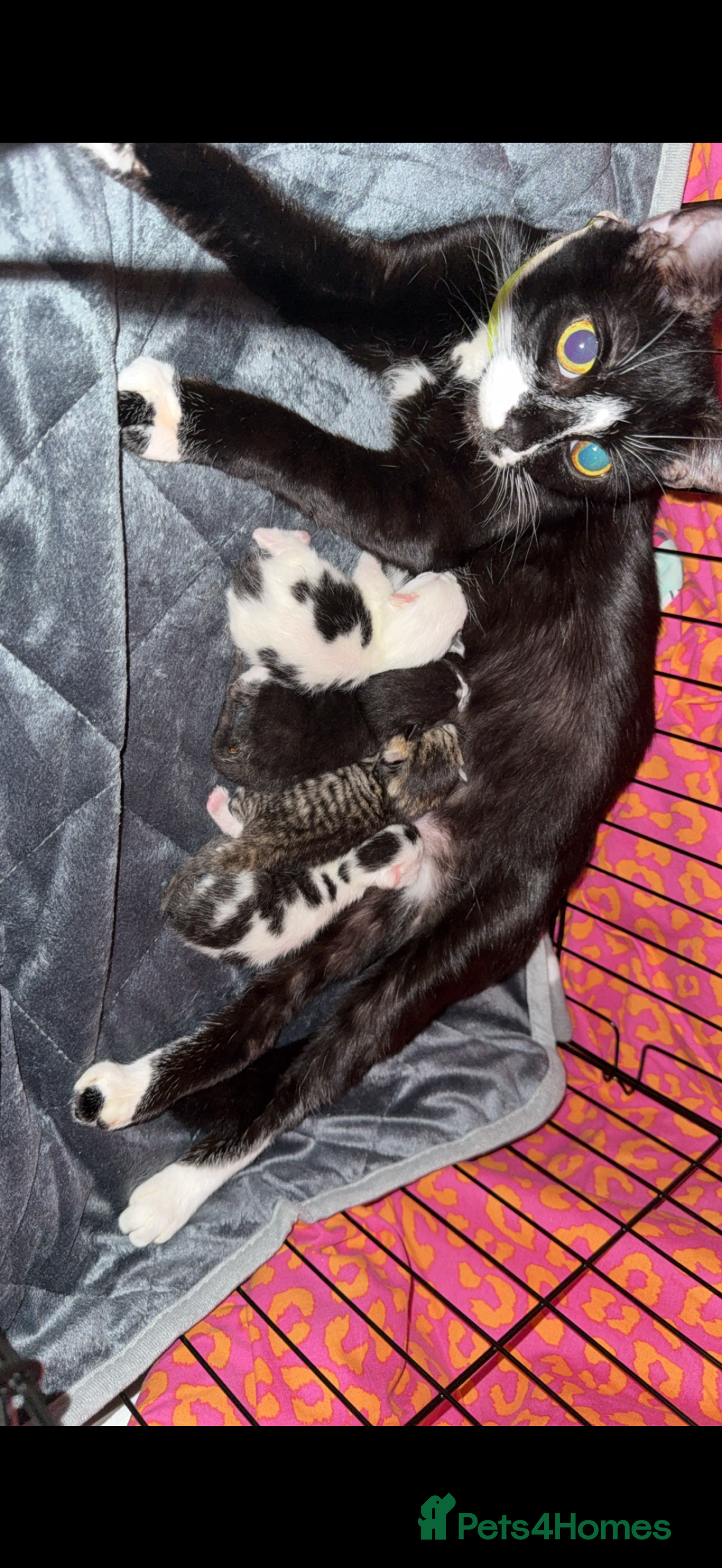 Mixed Breed cats 2 males left!!  - Advert 1