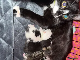 Mixed Breed cats 2 males left!! - Advert 1