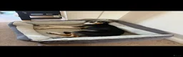 Border Collie dogs for sale: Border collie pup - Advert 9