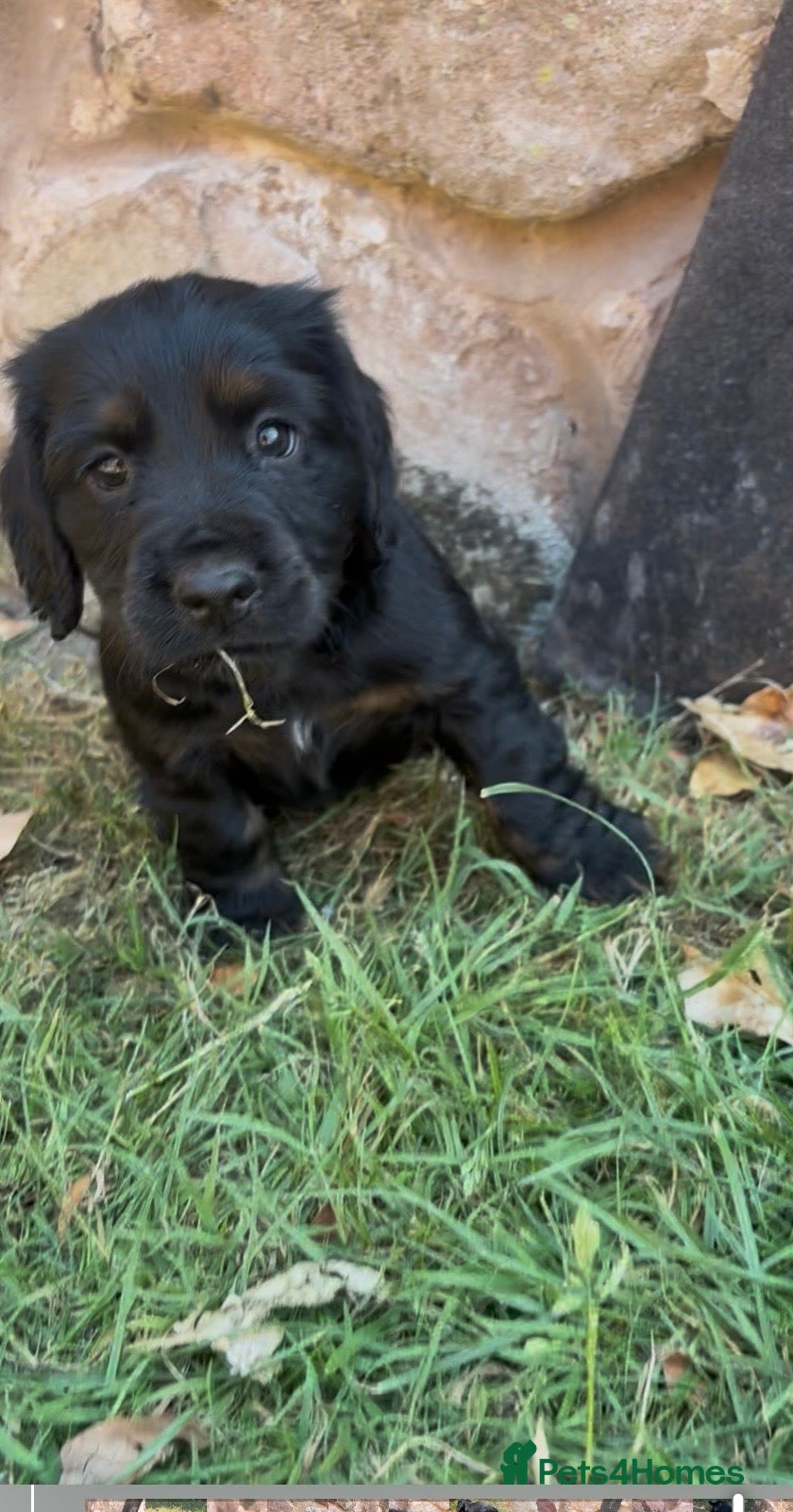 Cocker Spaniel dogs Working Cocker Spaniel Puppies  - Advert 2