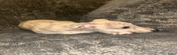 Whippet dogs for sale: Exceptional litter of KC registered whippets - Advert 1