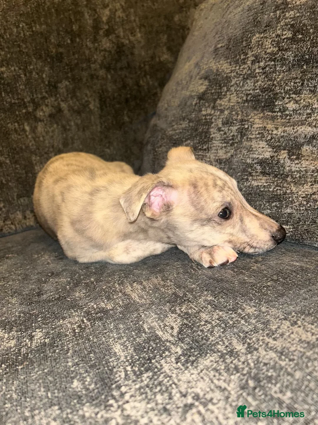 Whippet dogs for sale: Exceptional litter of KC registered whippets - Advert 1