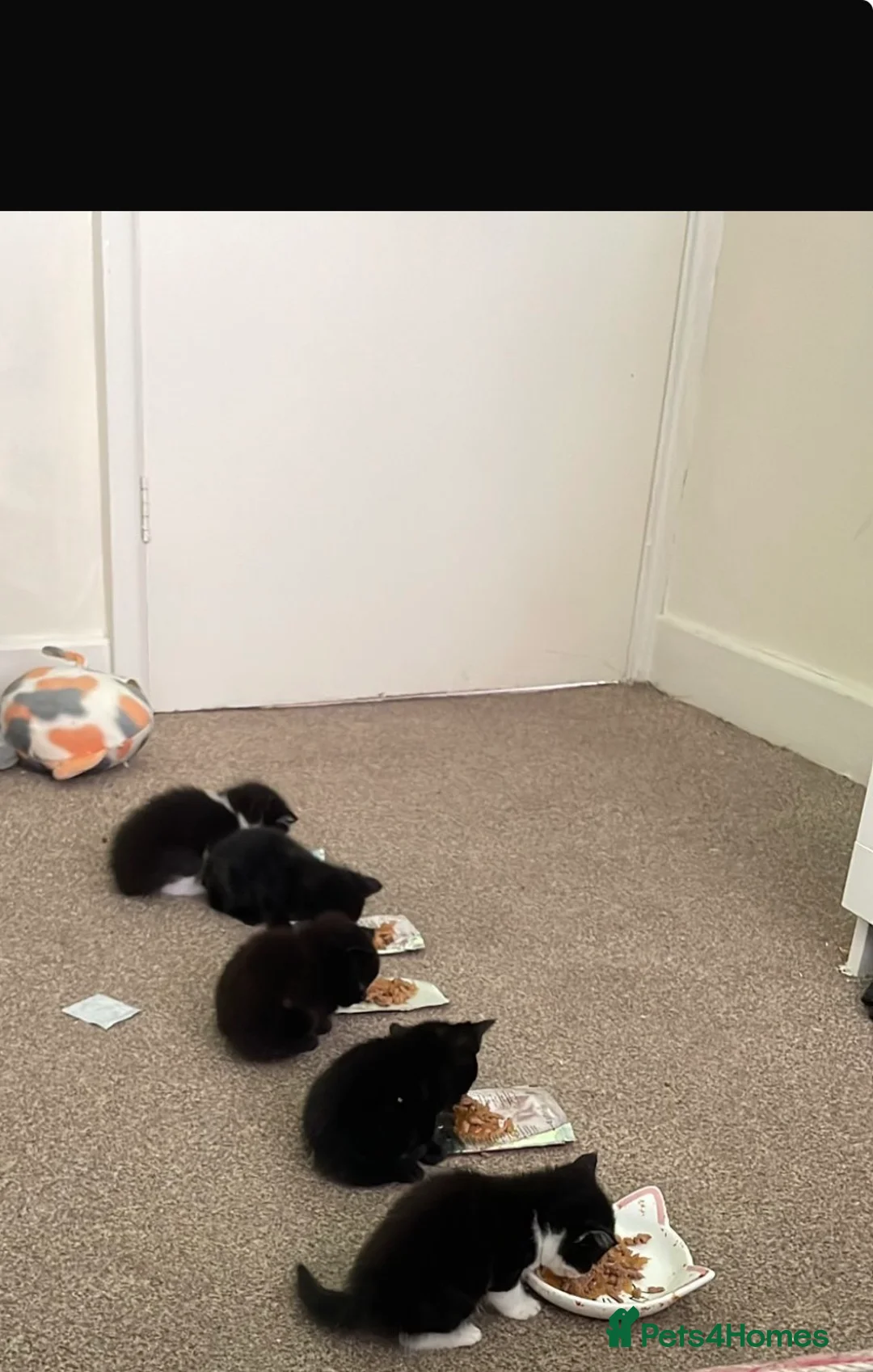 Domestic Shorthair cats for sale: 2 male kittens 2 female kittens in Willenhall - Advert 2