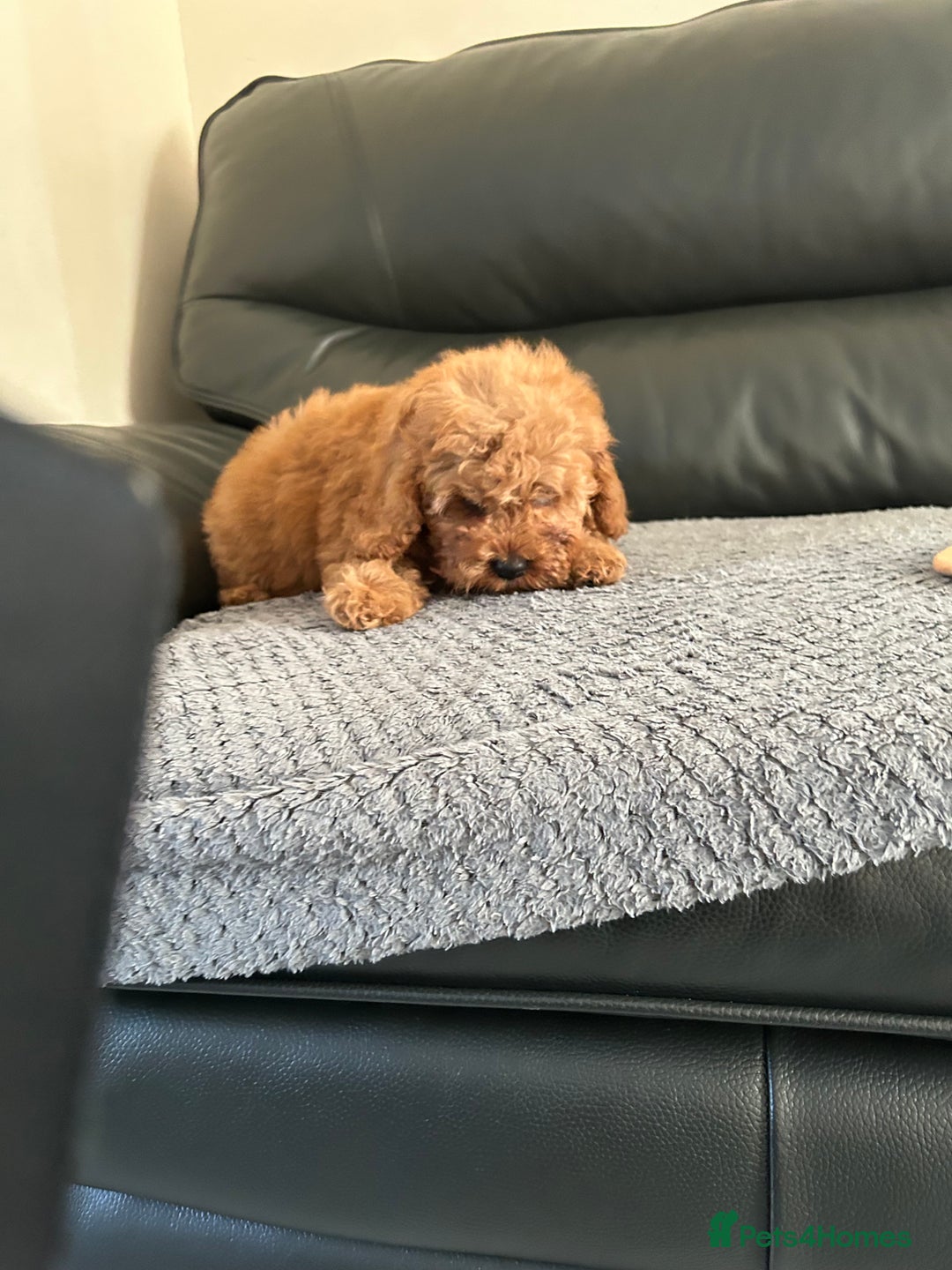 Cavapoo dogs for sale: Cavapoo puppies for sale  - Image 12