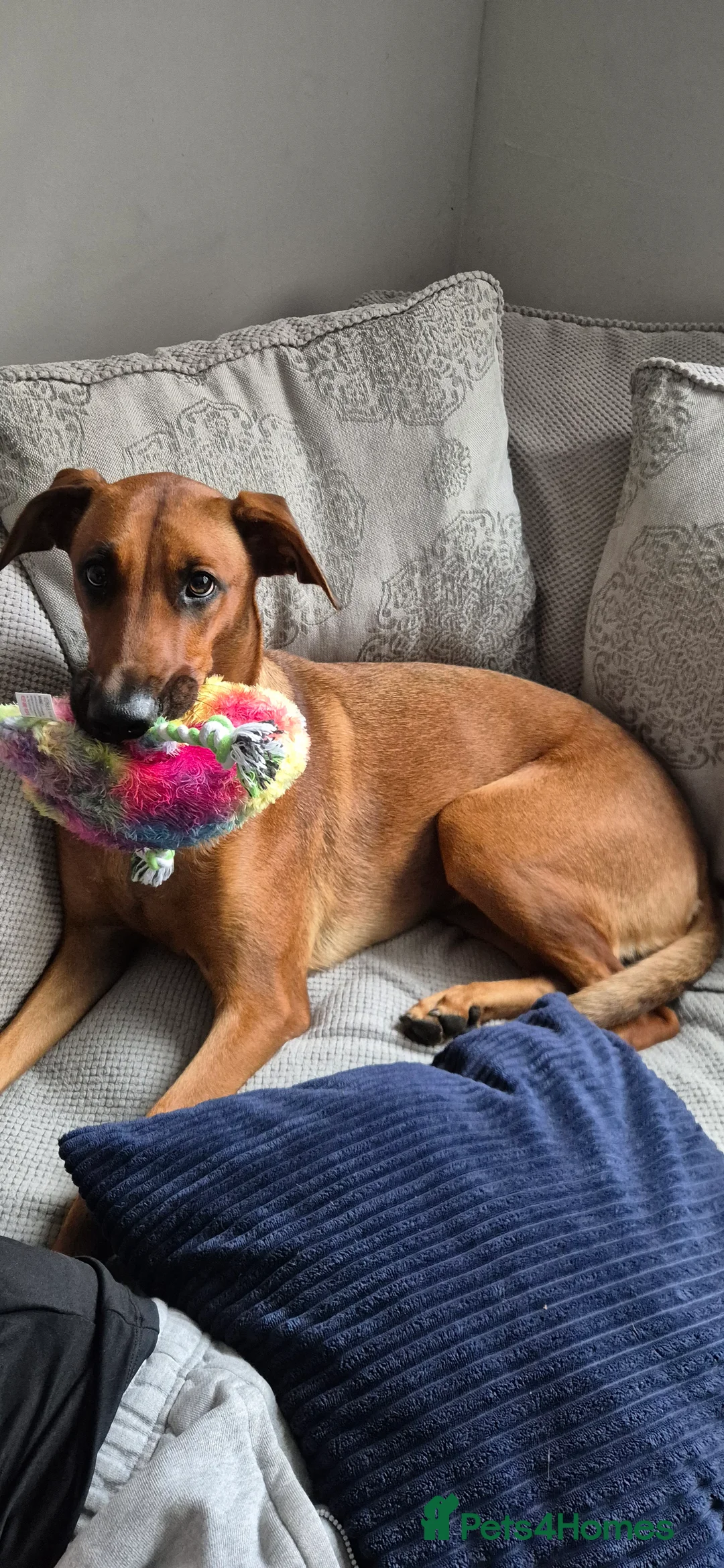 Mixed Breed dogs for sale: Belgian shepherd x weimaraner - Advert 1