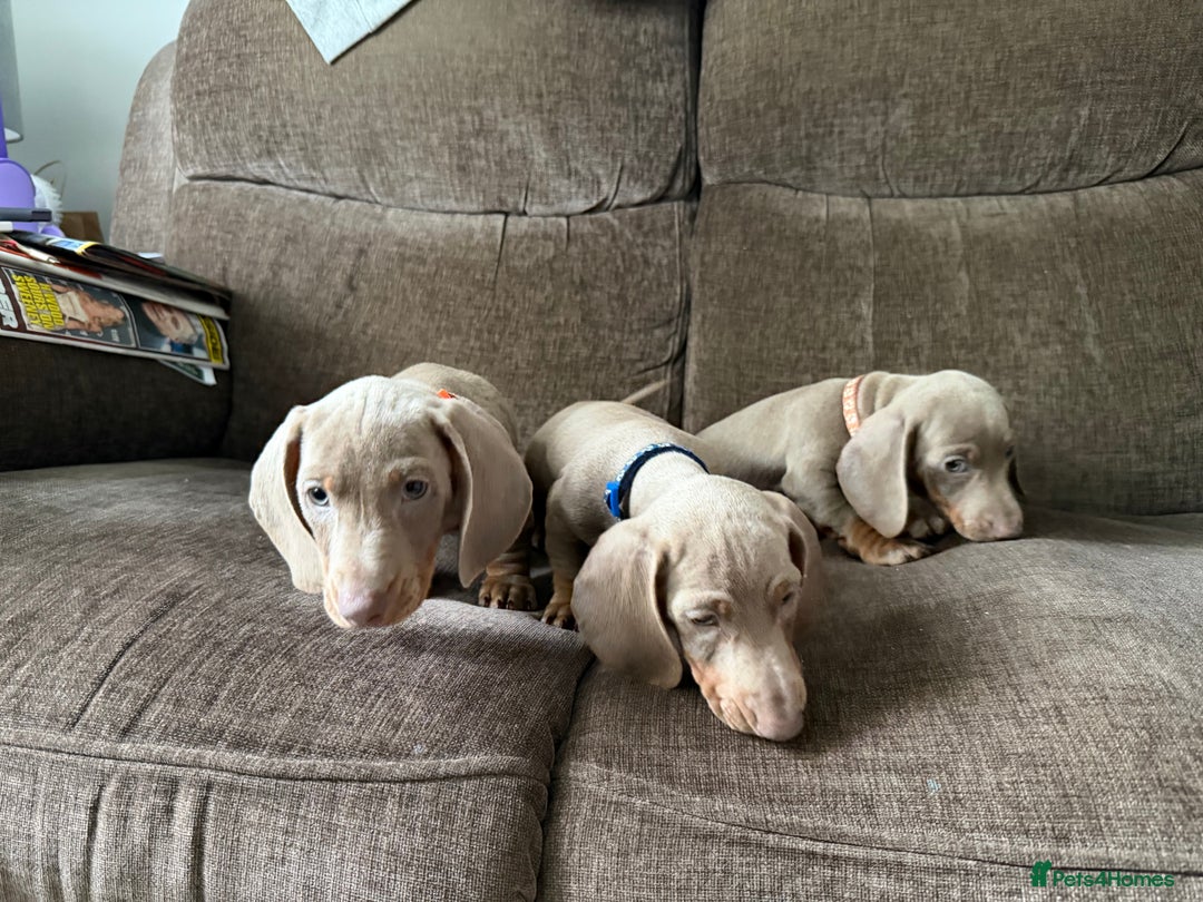 Dachshund dogs for sale: Miniature Dachshund Puppies for sale  - Image 9