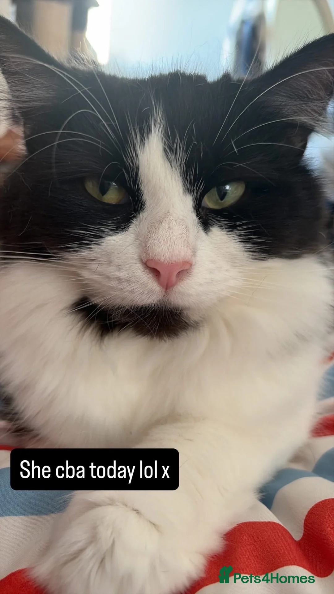 Mixed Breed cats for sale: Luna 3 year old female in Bolton - Advert 5