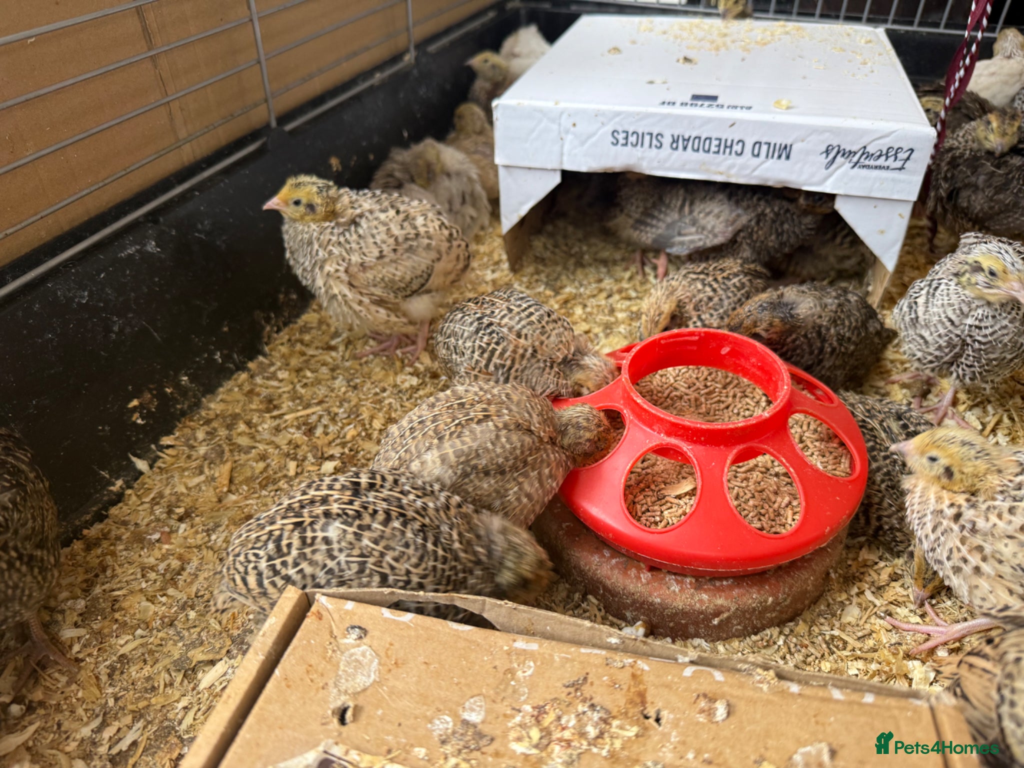 Quail poultry Jumbo Japanese Coturnix Quail  - Advert 2